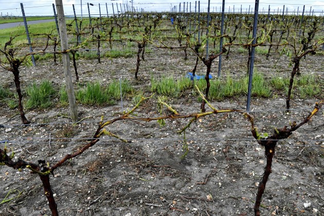 Krusas nopostītie vīna dārzi Francijas rietumos - 1