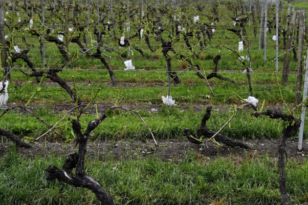 Krusas nopostītie vīna dārzi Francijas rietumos - 5