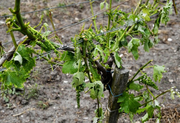 Krusas nopostītie vīna dārzi Francijas rietumos - 8