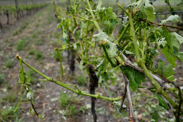 Krusas nopostītie vīna dārzi Francijas rietumos - 9