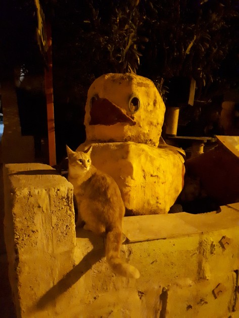Kaķu ciematiņš Maltā - 14