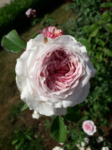 Rundāles pils rožu dārzs - 17