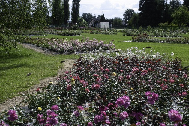 Nacionālajā botāniskajā dārzā zied rozes - 19