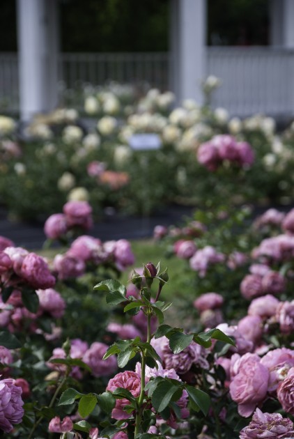 Nacionālajā botāniskajā dārzā zied rozes - 23
