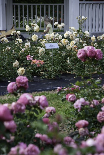 Nacionālajā botāniskajā dārzā zied rozes - 24