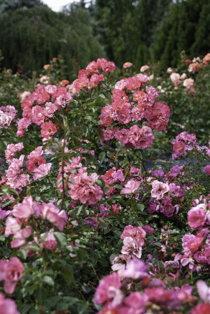 Nacionālajā botāniskajā dārzā zied rozes - 25