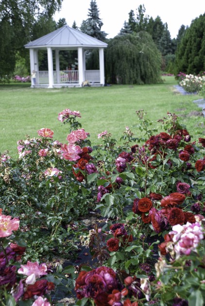 Nacionālajā botāniskajā dārzā zied rozes - 27