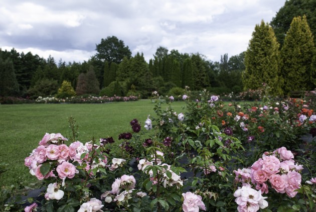 Nacionālajā botāniskajā dārzā zied rozes - 33