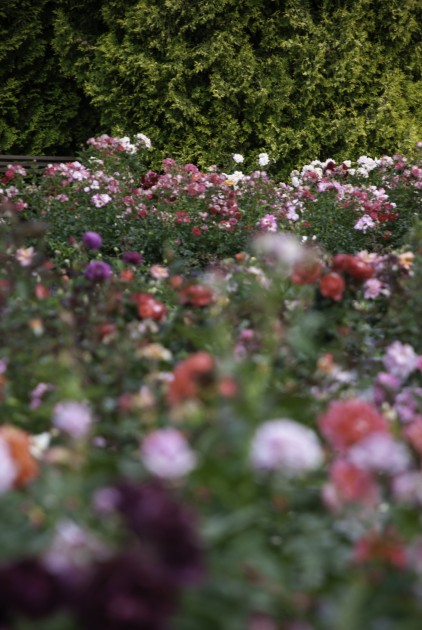 Nacionālajā botāniskajā dārzā zied rozes - 36