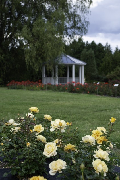 Nacionālajā botāniskajā dārzā zied rozes - 38