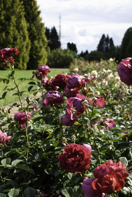 Nacionālajā botāniskajā dārzā zied rozes - 40