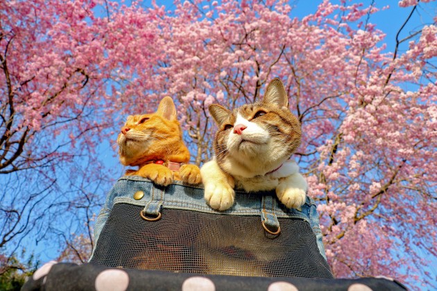 Daisuke Nagasava un ceļojošie kaķi - 2