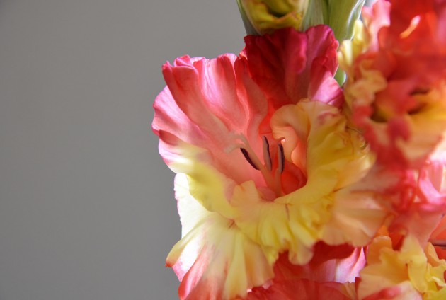 Izstāde "Gladiolu varavīksne – veltījums manai Latvijai" - 27