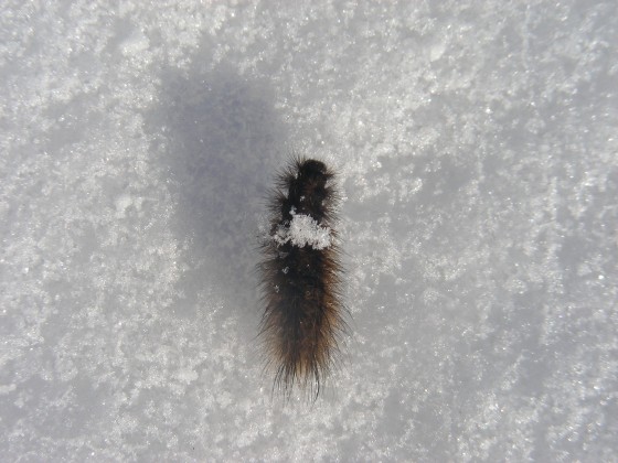 гусеница на снегу