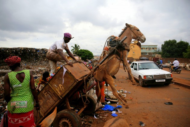 Ēzeļi Mali galvaspilsēta Bomako - 2