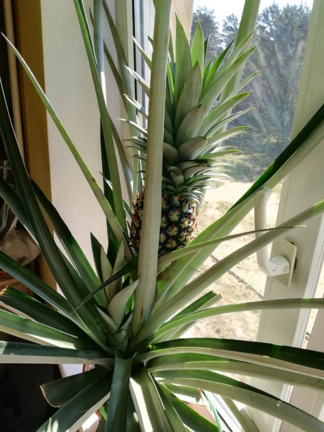 Mājās izaudzēts ananass, ananass