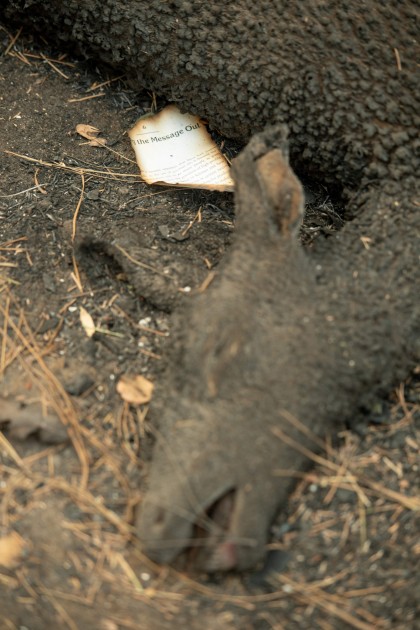 Kalifornijas savvaļas ugunsgrēkā cietušie dzīvnieki - 11