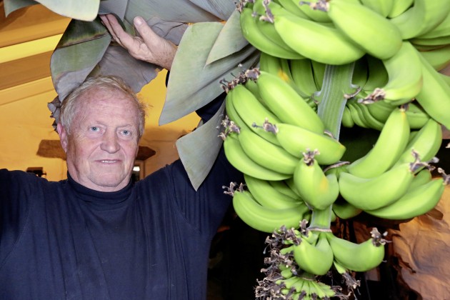Deivs Lanoe, Lielbritānijā izaudzēti ananasi un banāni,Dr Stephen Sweet, 