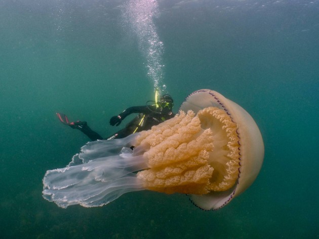 Milzu medūza pie Anglijas krastiem - 1