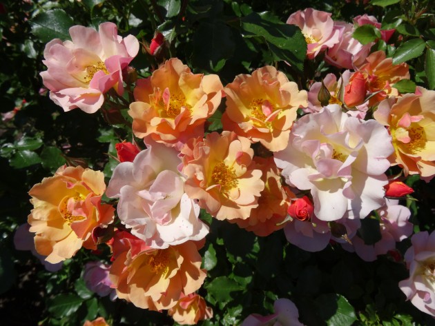Rundāles pils franču dārzā zied rozes - 6