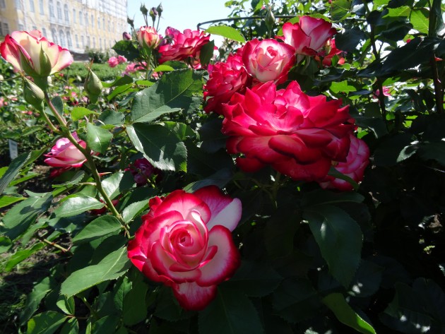 Rundāles pils franču dārzā zied rozes - 8