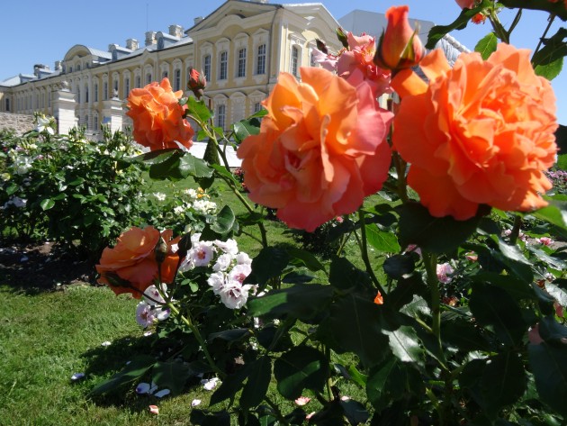 Rundāles pils franču dārzā zied rozes - 10