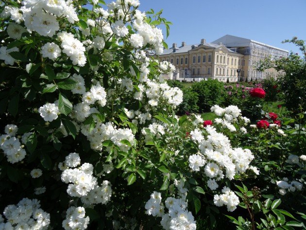 Rundāles pils franču dārzā zied rozes - 12