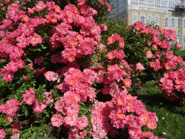 Rundāles pils franču dārzā zied rozes - 16