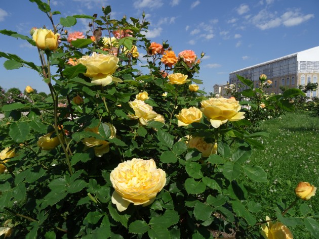 Rundāles pils franču dārzā zied rozes - 18