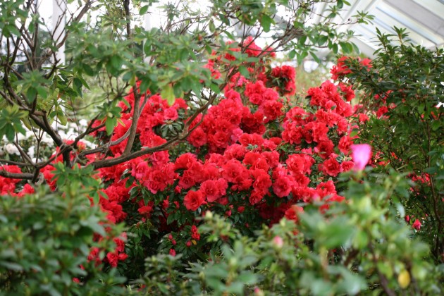 LU Botāniskajā dārzā zied acālijas - 16