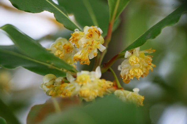 LU Botāniskajā dārzā zied dižais laurs - 2