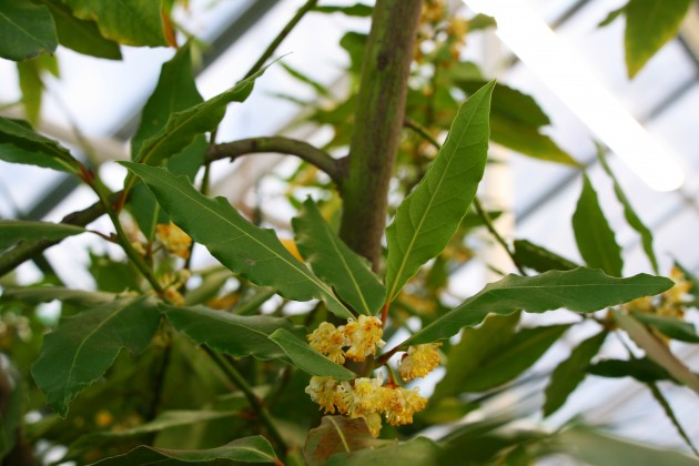 LU Botāniskajā dārzā zied dižais laurs - 3