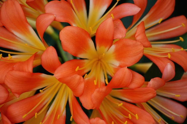 LU Botāniskajā dārzā zied klīvijas, Foto: LU Botāniskais dārzs