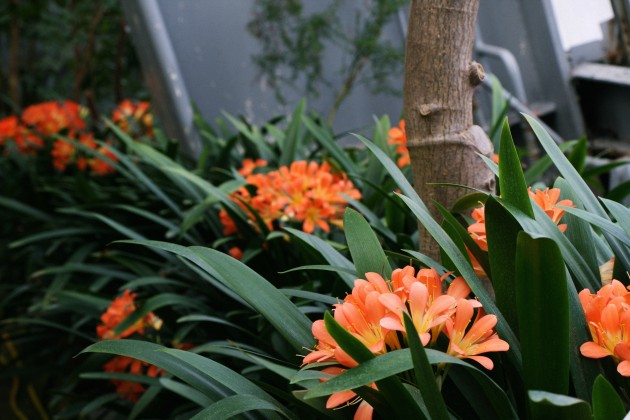LU Botāniskajā dārzā zied klīvijas, Foto: LU Botāniskais dārzs
