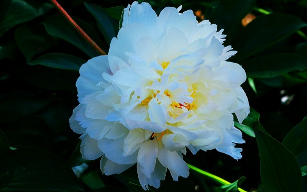 White Double Herbaceous Peony