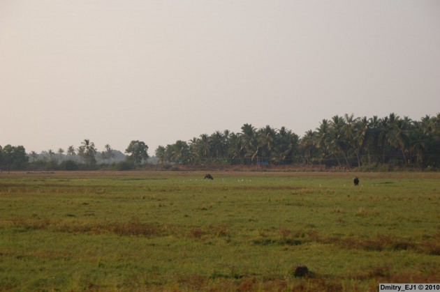Индия, Гоа 2010 - 262