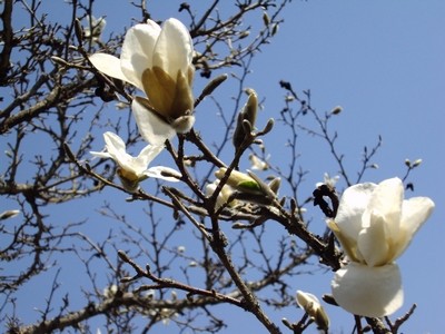 Lēdurgā zied magnolijas - 1