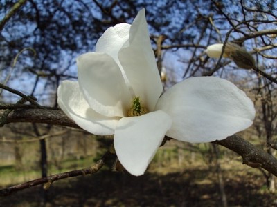 Lēdurgā zied magnolijas - 3