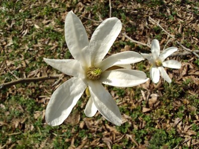 Lēdurgā zied magnolijas - 4