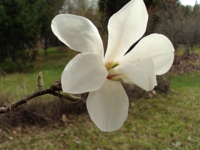 Lēdurgā zied magnolijas - 6