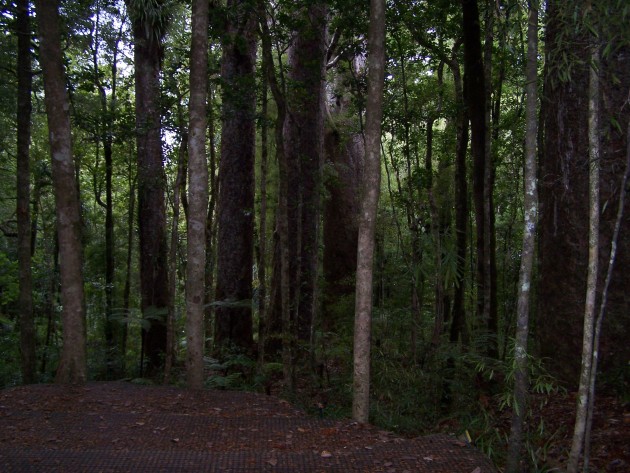 Kaori forest I