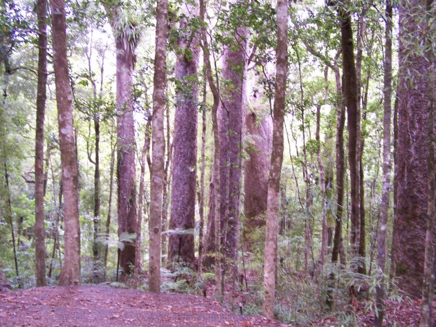 Kaori forest II