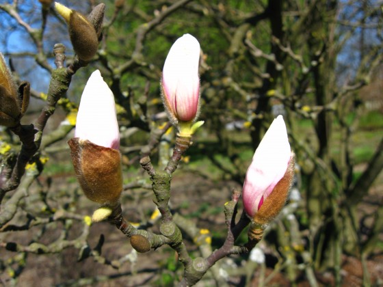 magnolijas