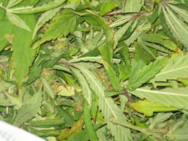 Policija atklāj iespaidīgu marihuānas audzētavu - 15