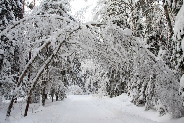 Elektrolīniju atbrīvošana no sniega un kokiem - 2