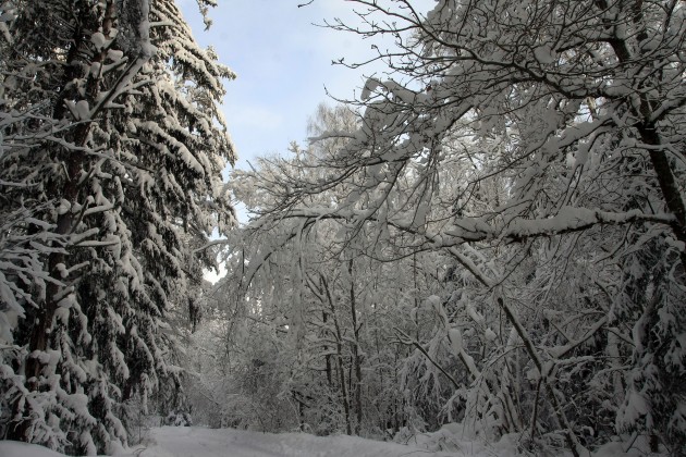 Elektrolīniju atbrīvošana no sniega un kokiem - 4