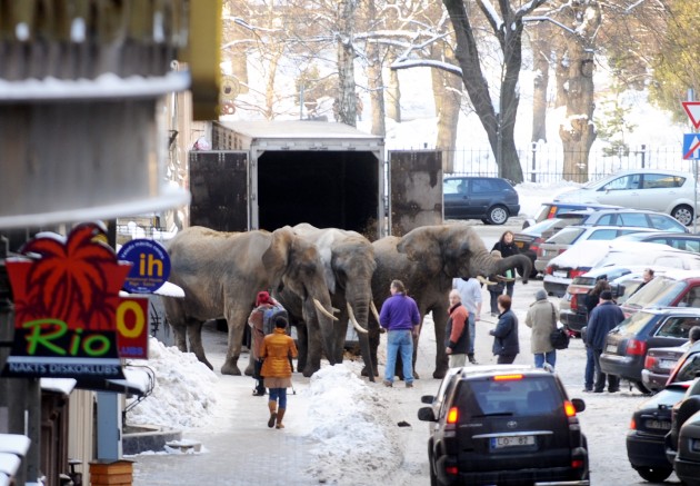 Rīgā ierodas cirka ziloņi - 5