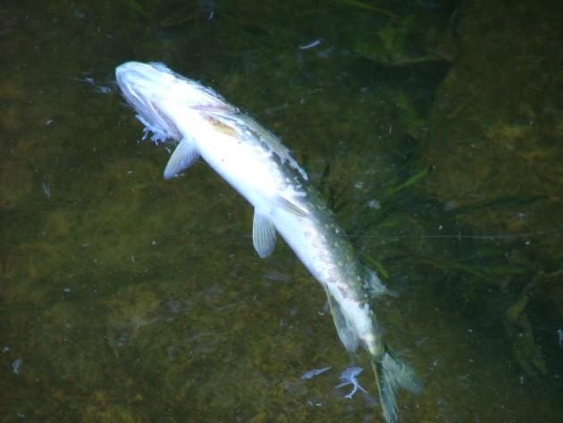 Alokstes upē masveidā mirst zivis - 1