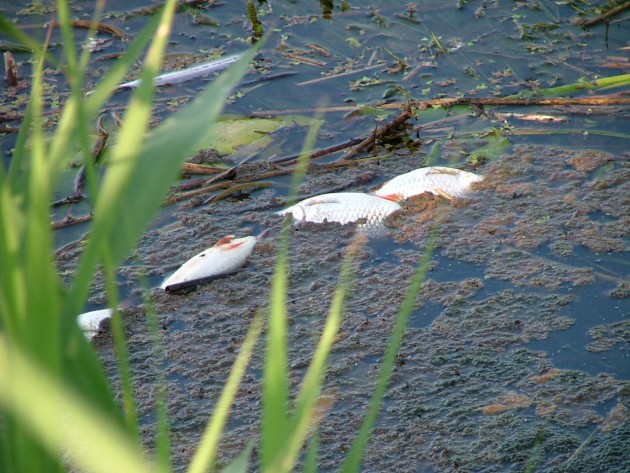 Alokstes upē masveidā mirst zivis - 4