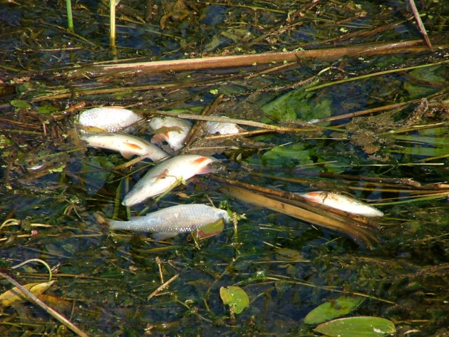Alokstes upē masveidā mirst zivis - 5